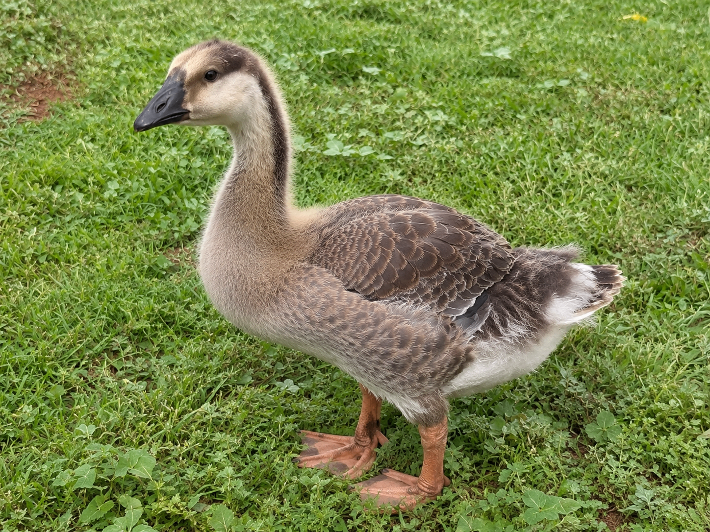 Gosling Two