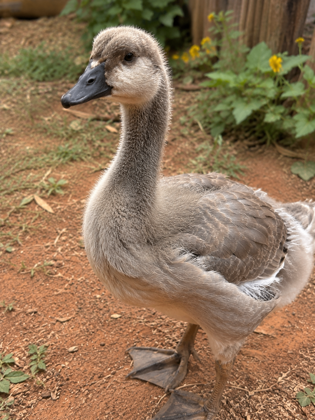 Gosling One