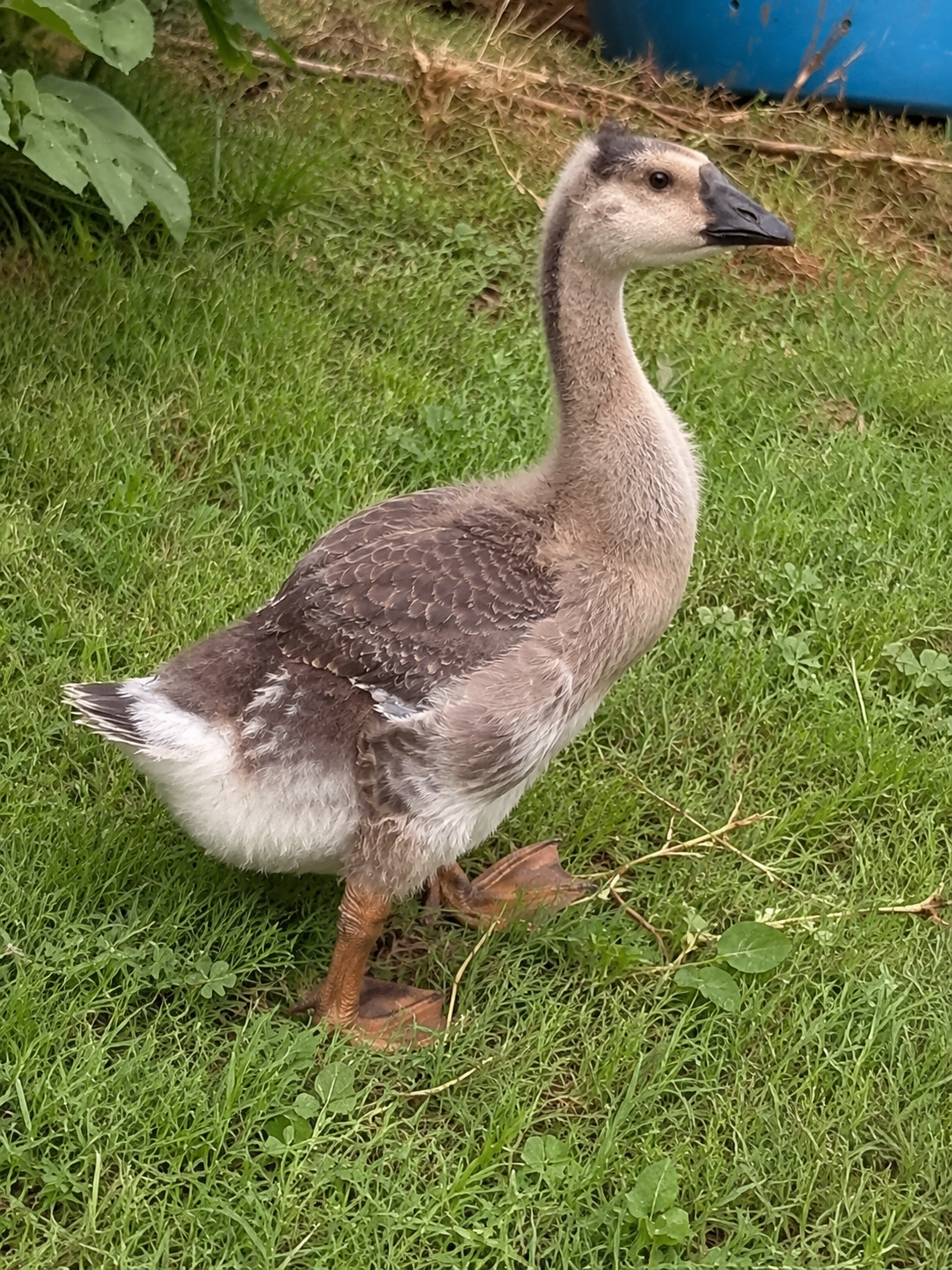 Gosling Three