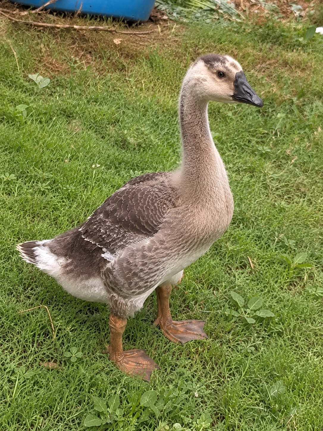 Gosling Four