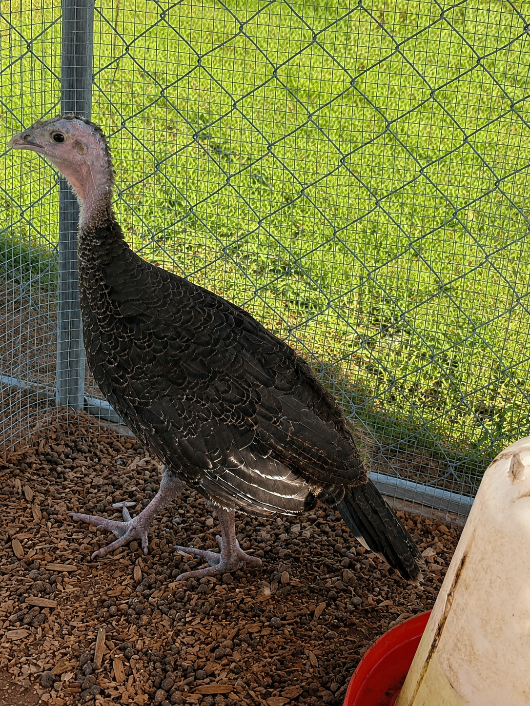 Baby Poult #1