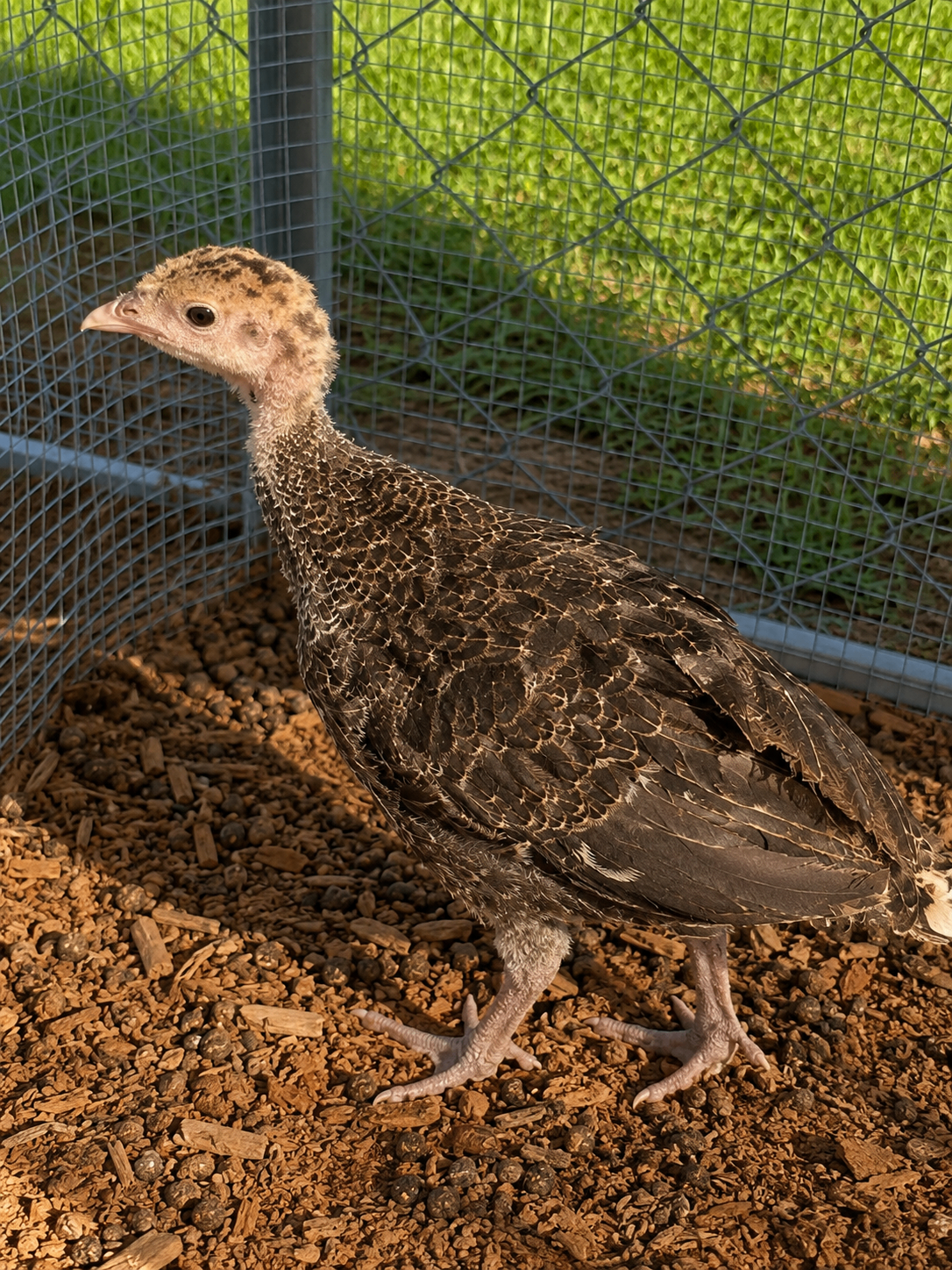 Baby Poult #2
