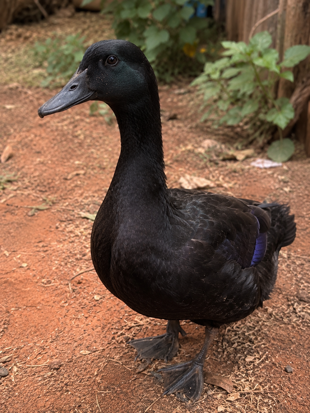 Webby